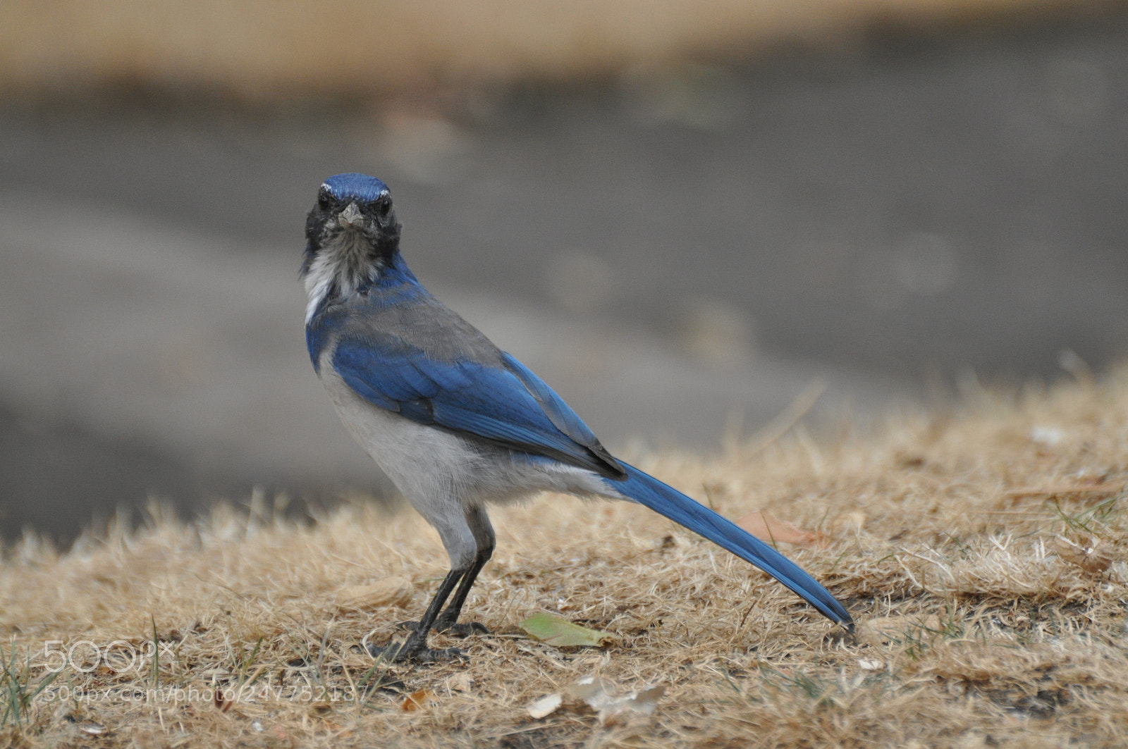 Nikon D90 sample photo. Western scrub-jay photography