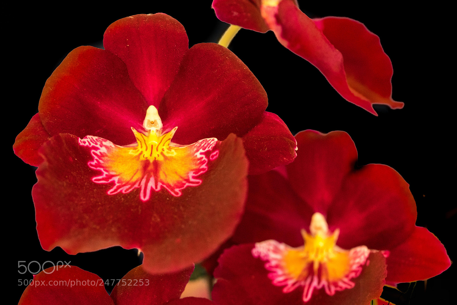 Sony a7R III sample photo. Red orchid photography