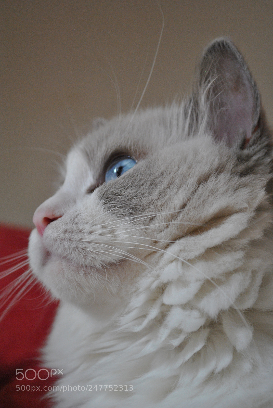 Nikon D3000 sample photo. Nala photography