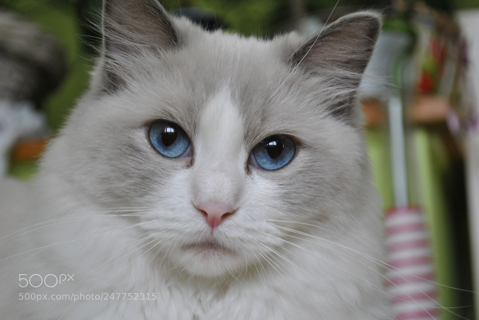 Nikon D3000 sample photo. Nala photography