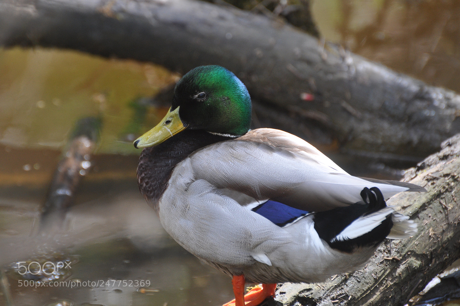 Nikon D90 sample photo. Mallard photography