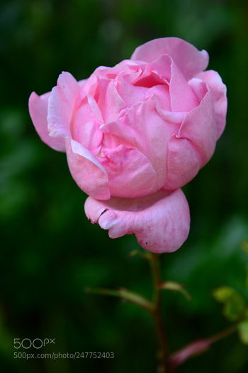 Nikon D7100 sample photo. Nd photography
