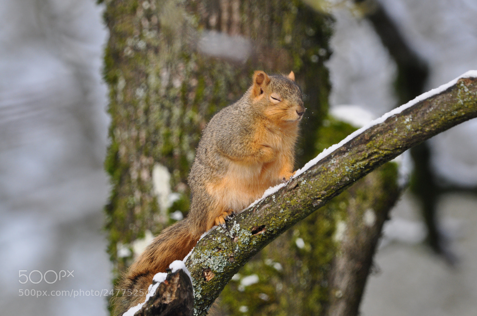 Nikon D90 sample photo. Squirrel photography