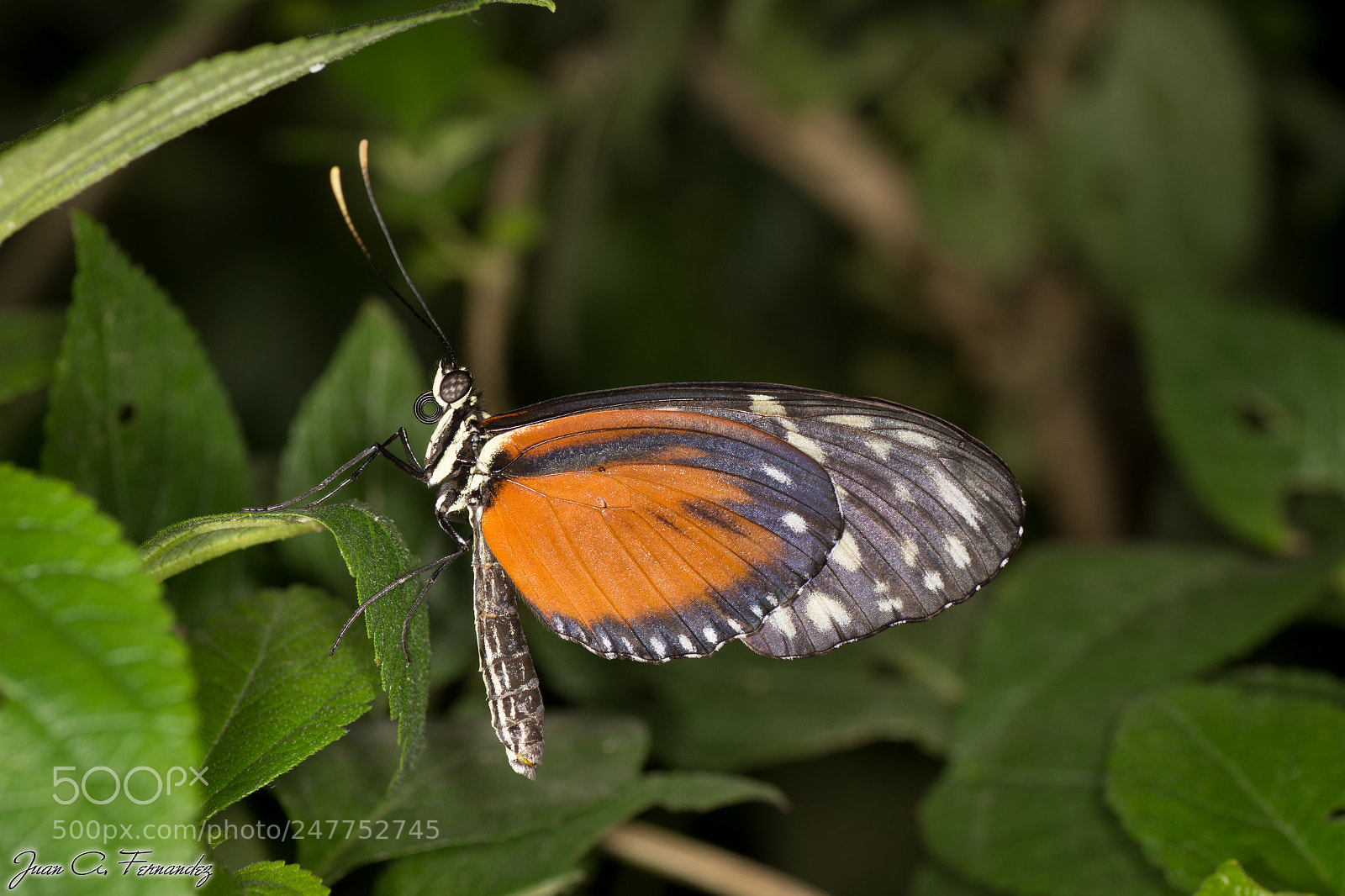 Nikon D7200 sample photo. Heliconius hecale butterfly photography