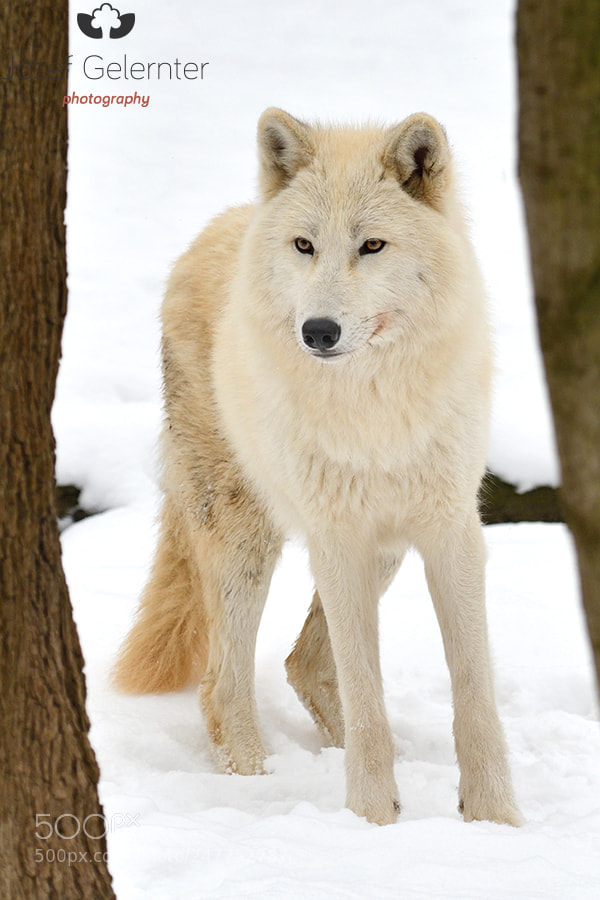 Nikon D500 sample photo. Arctic snow wolf photography