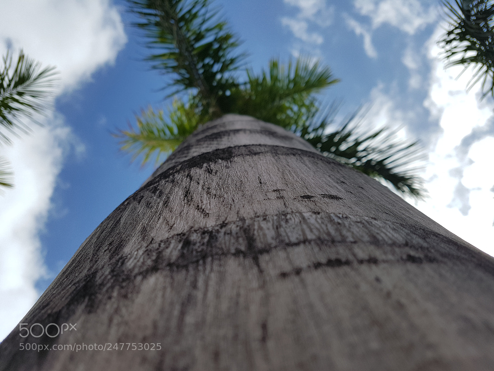 Samsung Galaxy S7 sample photo. Tenerife palm photography