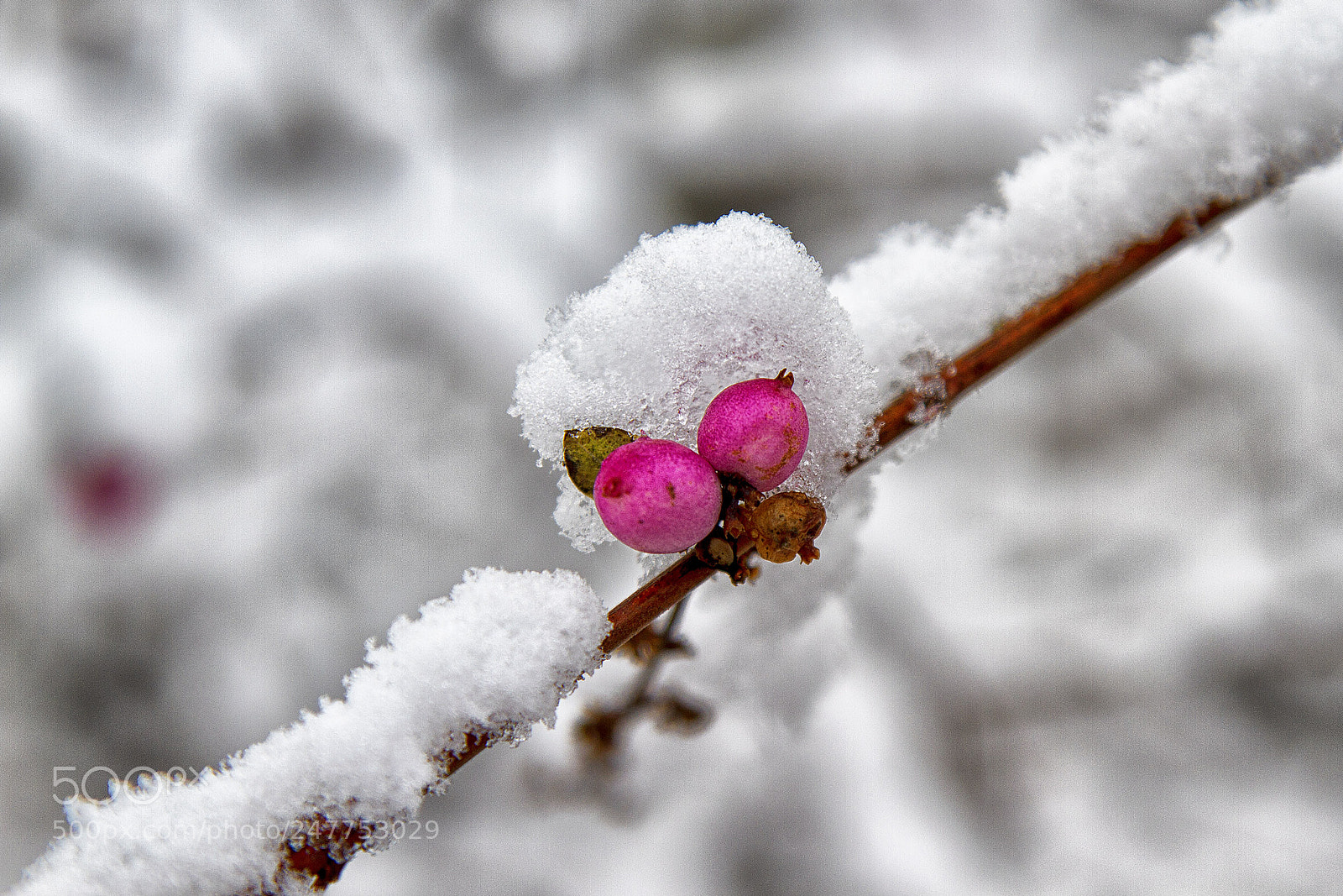 Canon EOS 7D sample photo. Winterschönheit photography