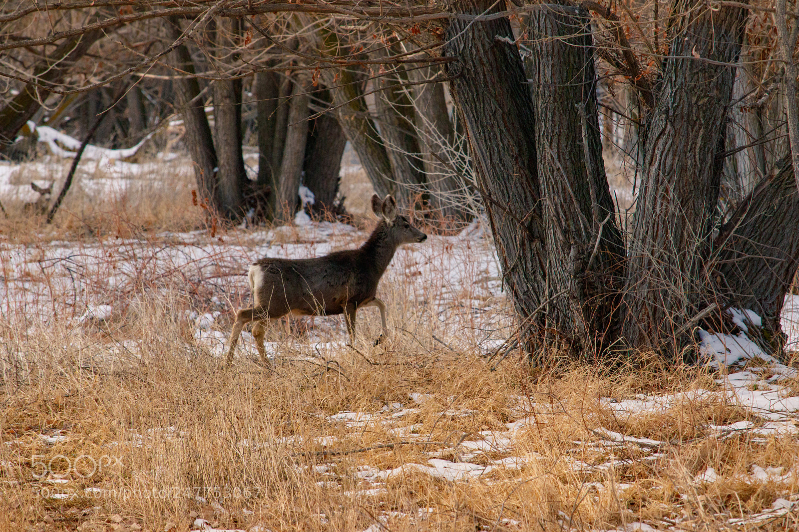 Canon EOS 80D sample photo. Deer walking in winter photography