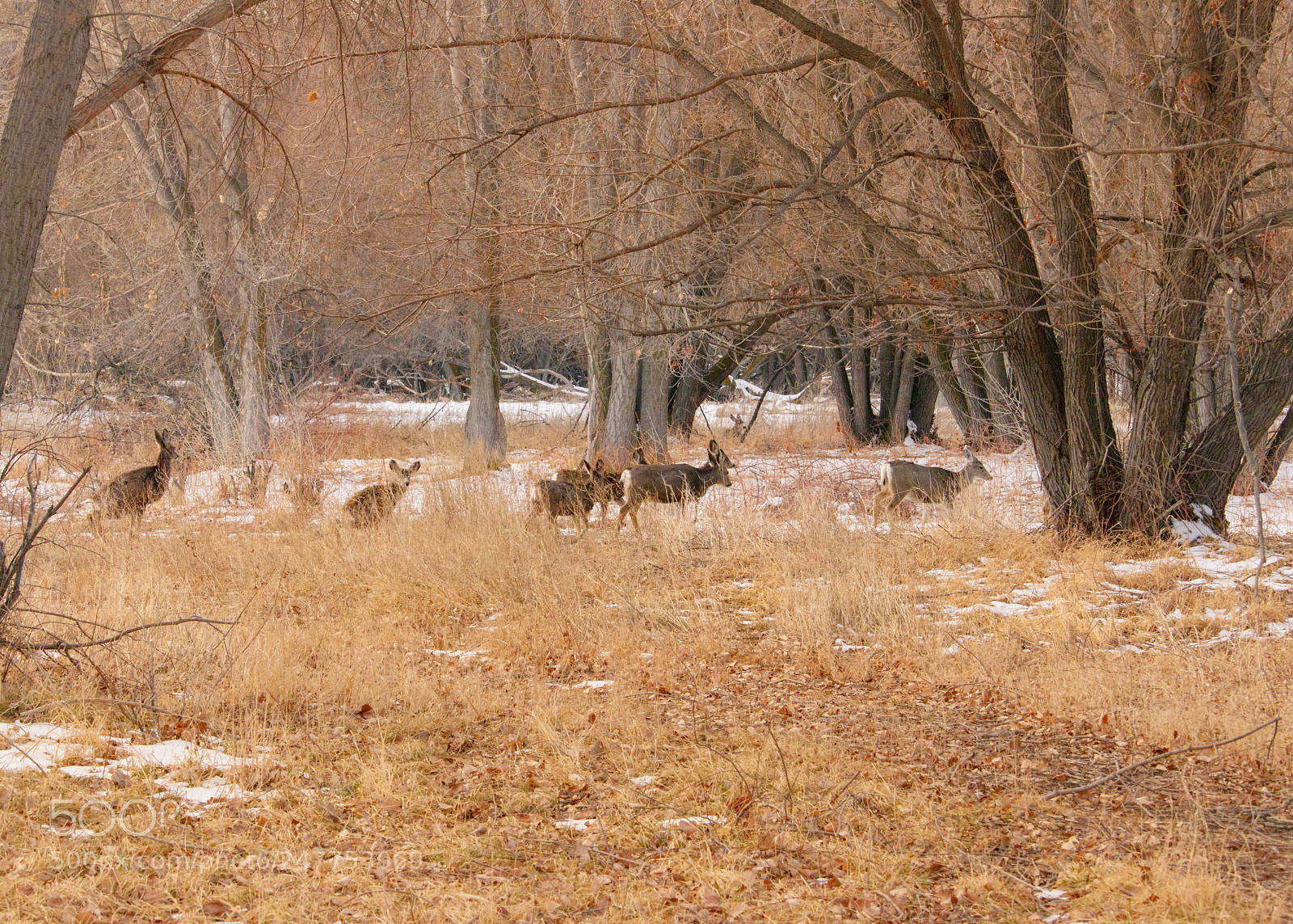 Canon EOS 80D sample photo. Herd of deer walking photography