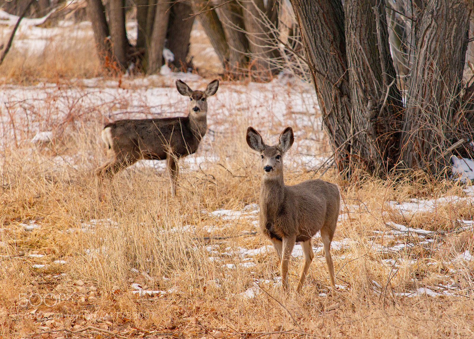 Canon EOS 80D sample photo. Deer grazing in winter photography