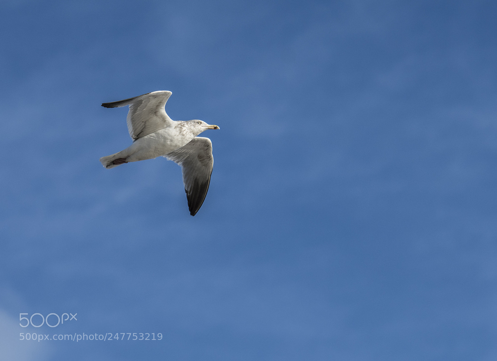Nikon D810 sample photo. Just another gull photography