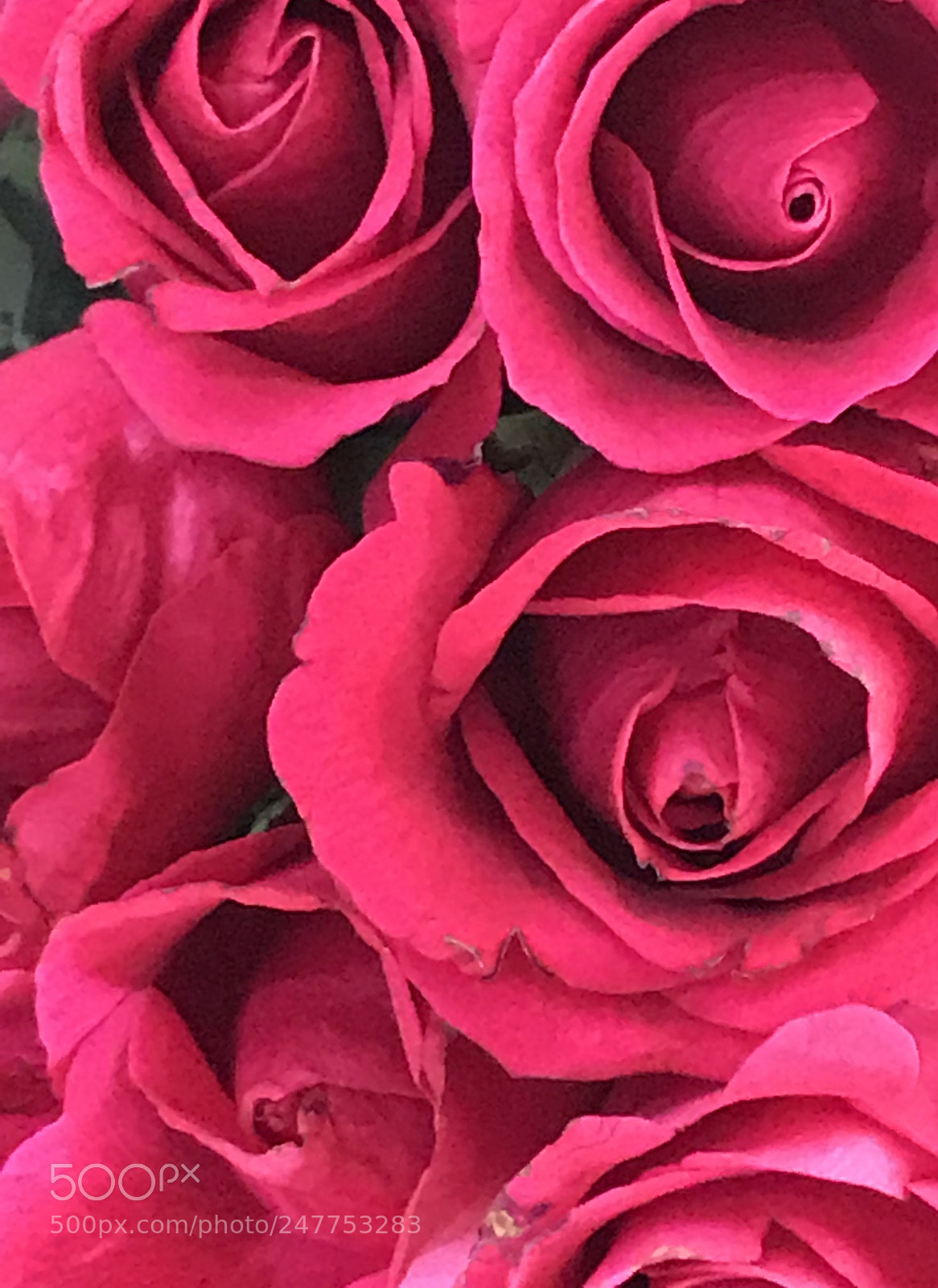 Apple iPhone 7 Plus sample photo. Red photography