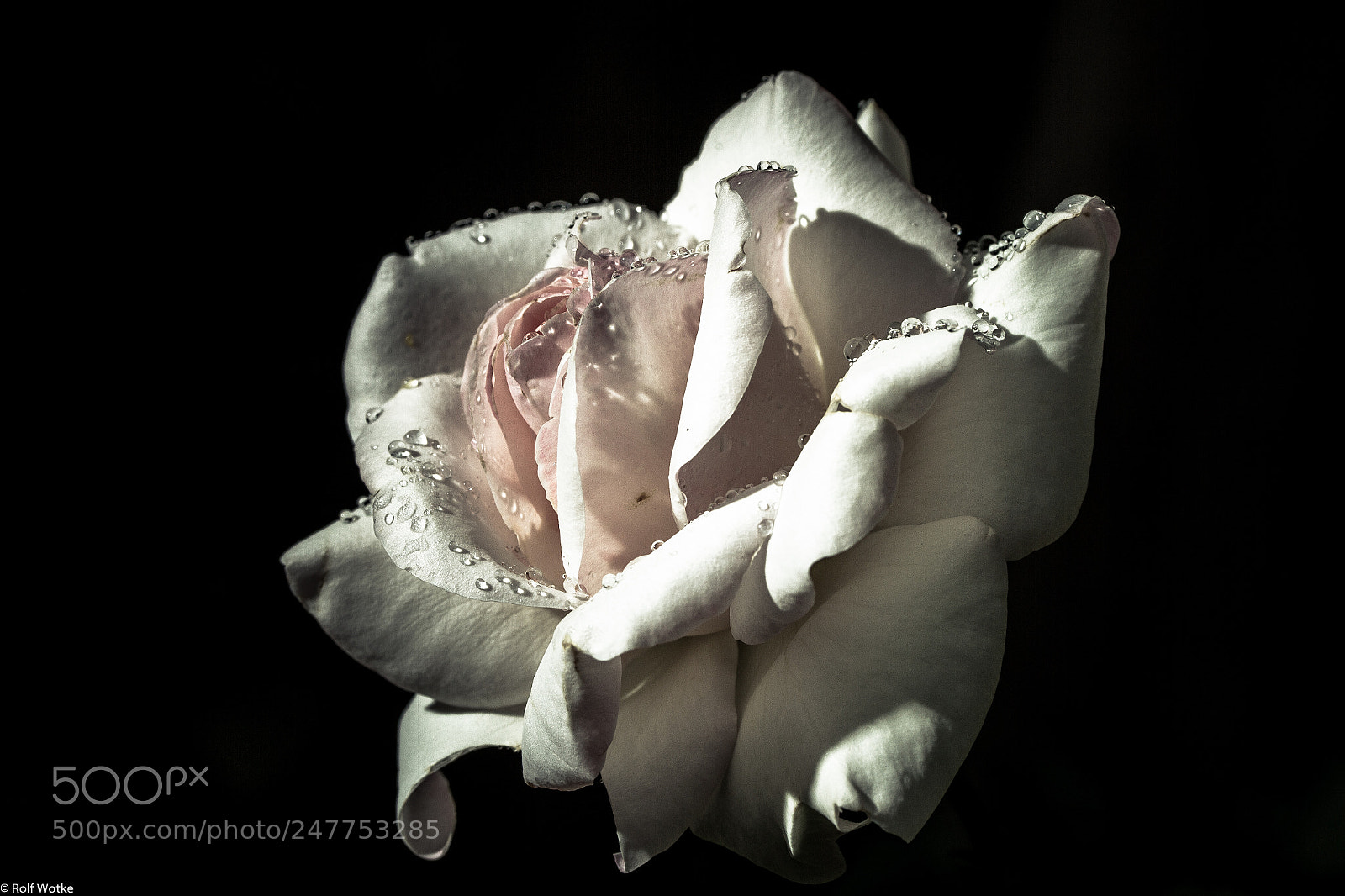 Canon EOS 7D sample photo. Rose mit tropfen photography
