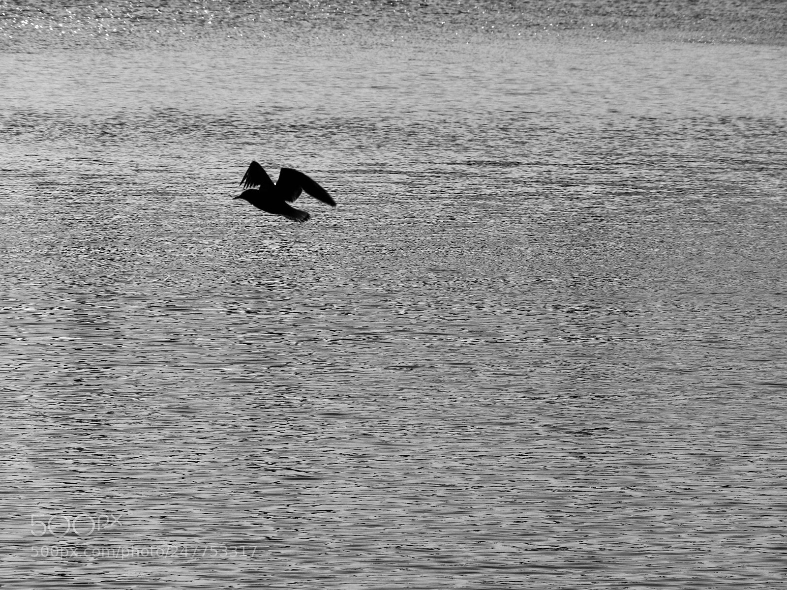 Panasonic Lumix DC-GH5 sample photo. Bird photography