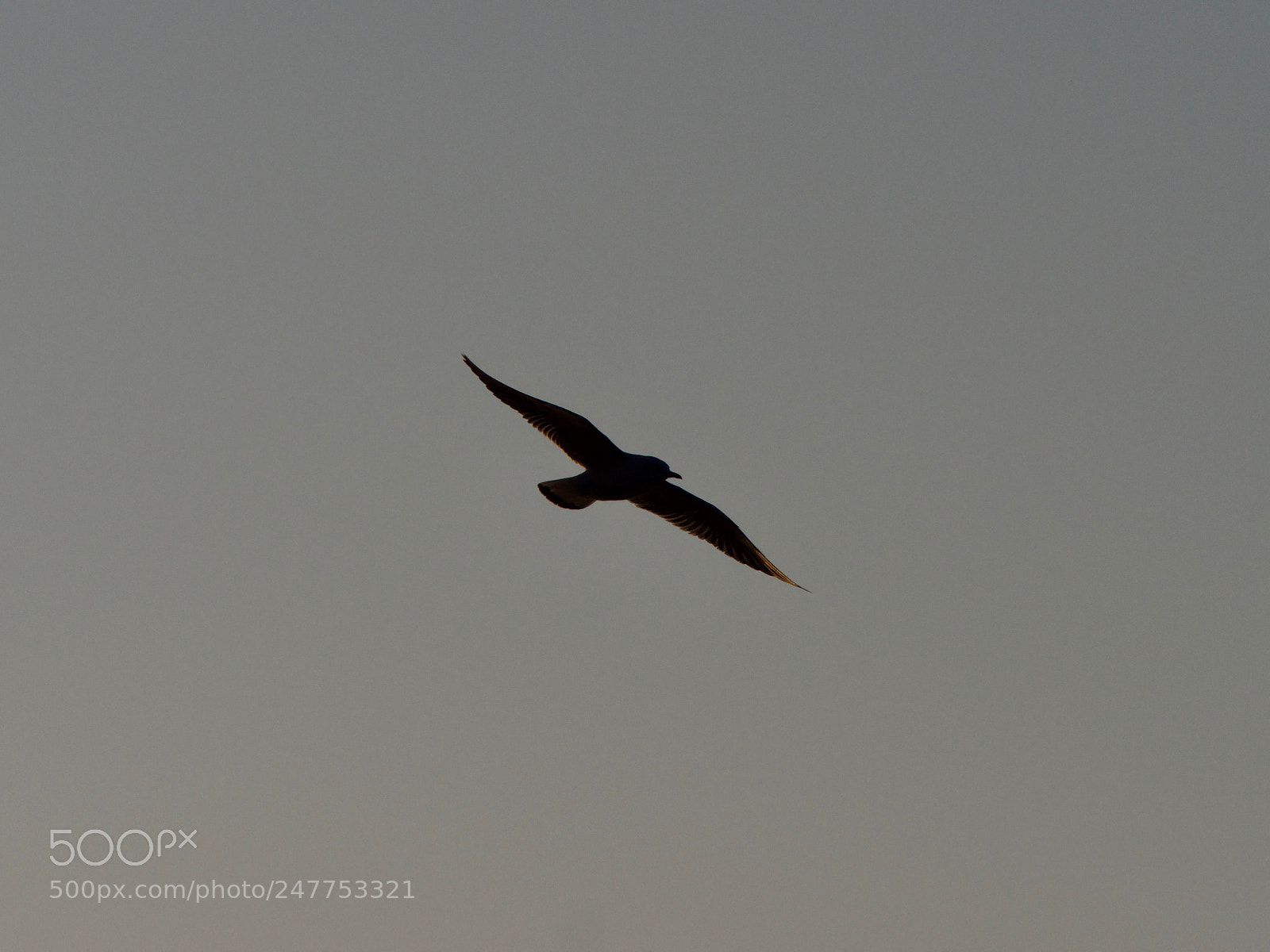 Panasonic Lumix DC-GH5 sample photo. Bird photography