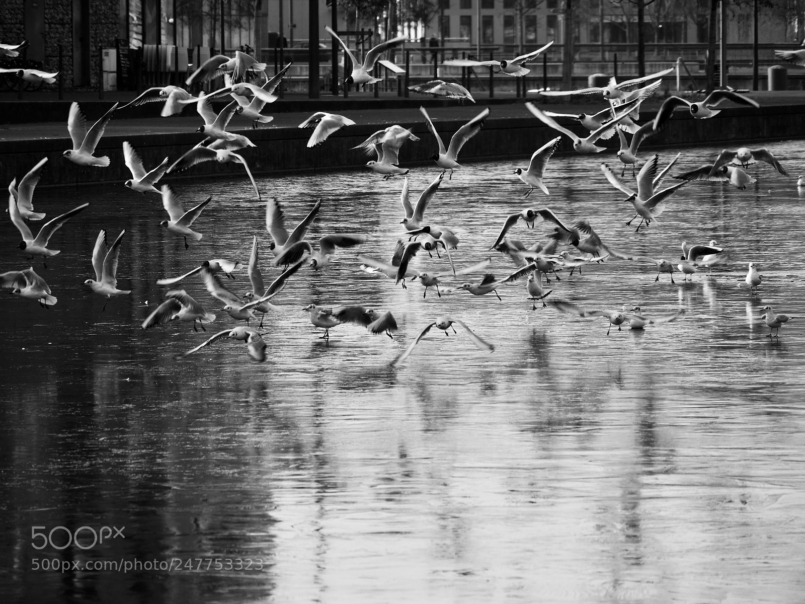 Panasonic Lumix DC-GH5 sample photo. Birds monochrome photography