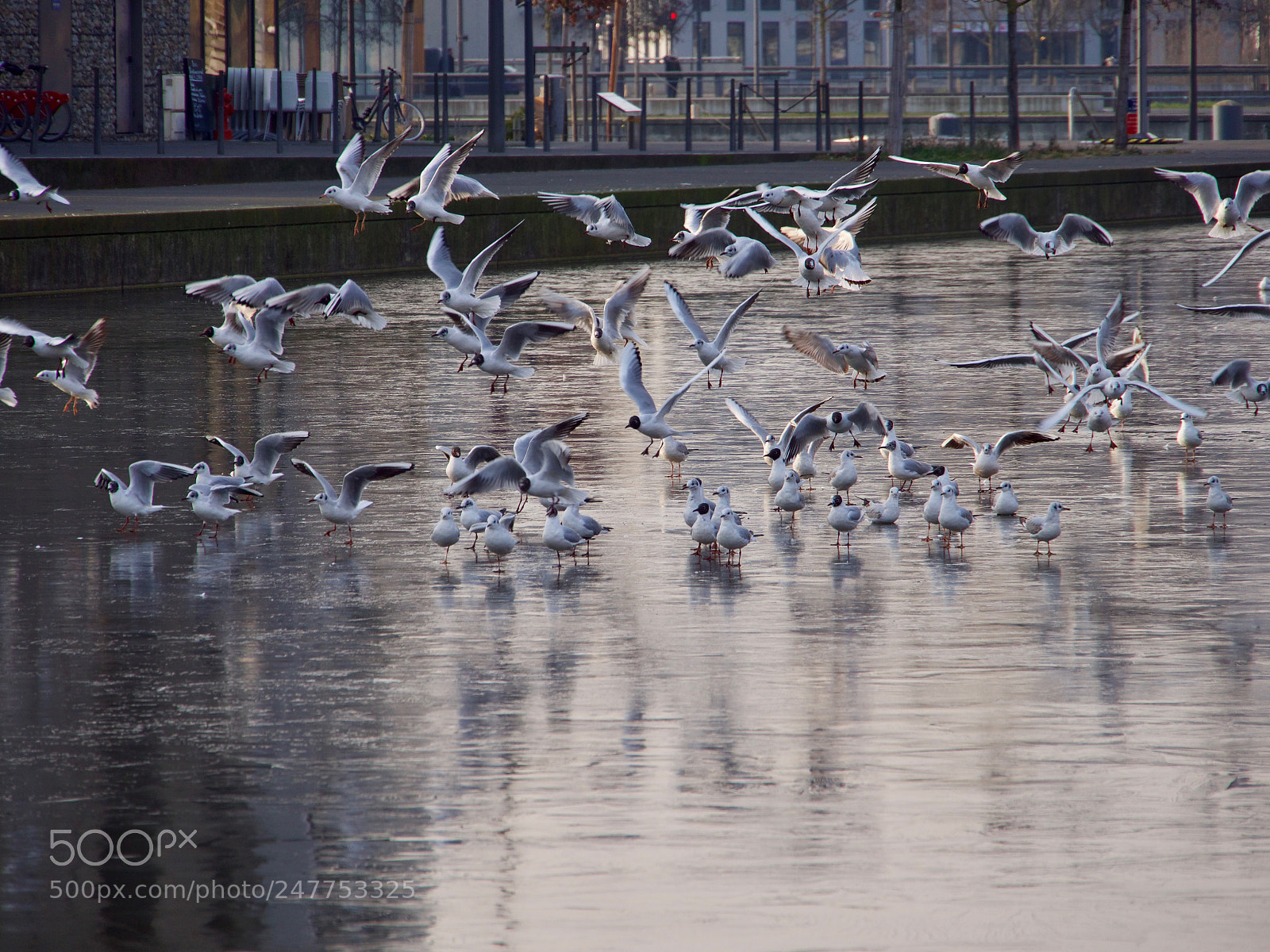 Panasonic Lumix DC-GH5 sample photo. Birds photography