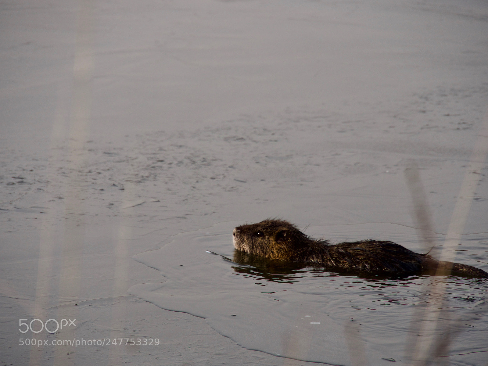 Panasonic Lumix DC-GH5 sample photo. Ice and life photography