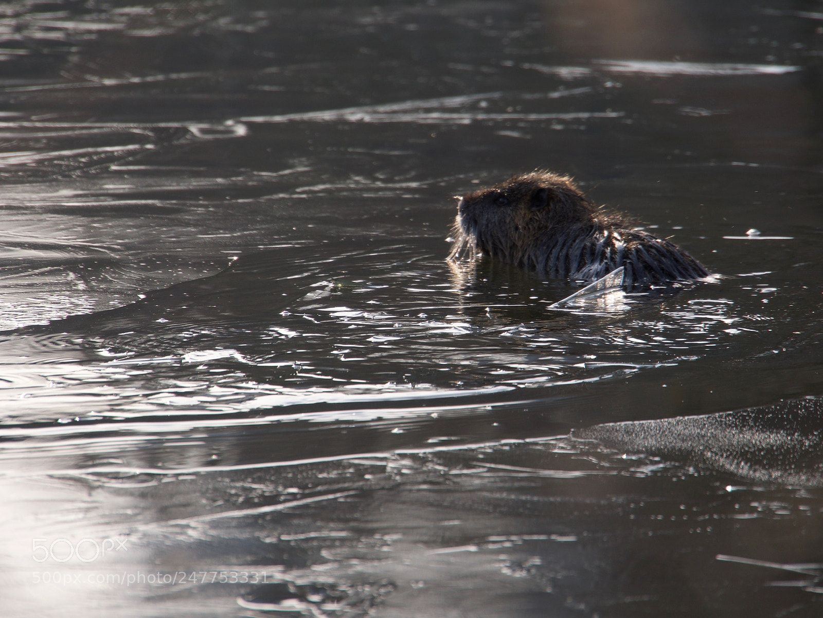 Panasonic Lumix DC-GH5 sample photo. Ice and life photography