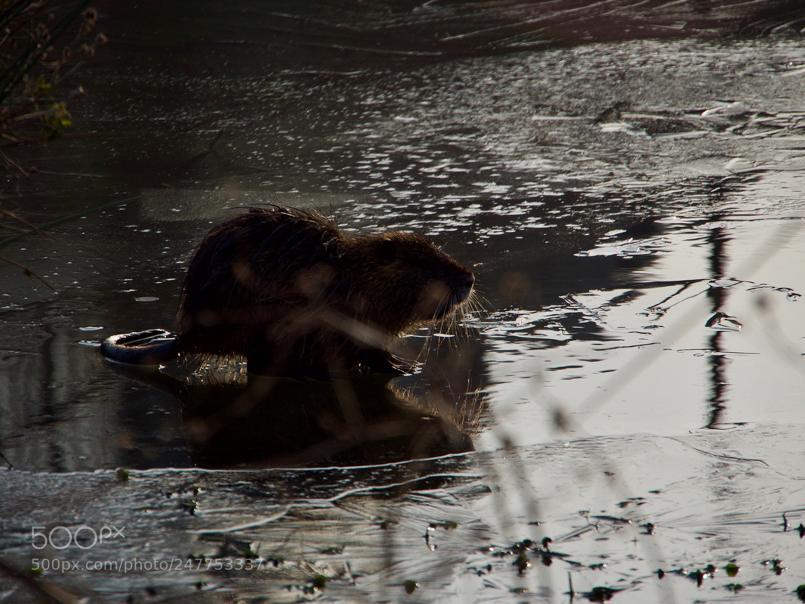 Panasonic Lumix DC-GH5 sample photo. Ice and life photography