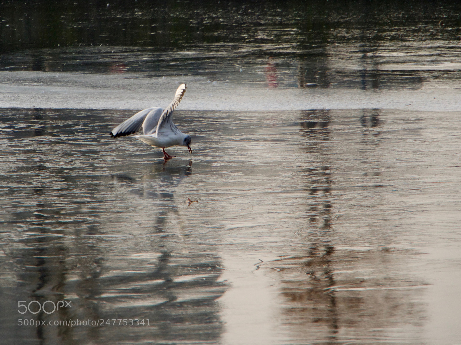 Panasonic Lumix DC-GH5 sample photo. Bird photography