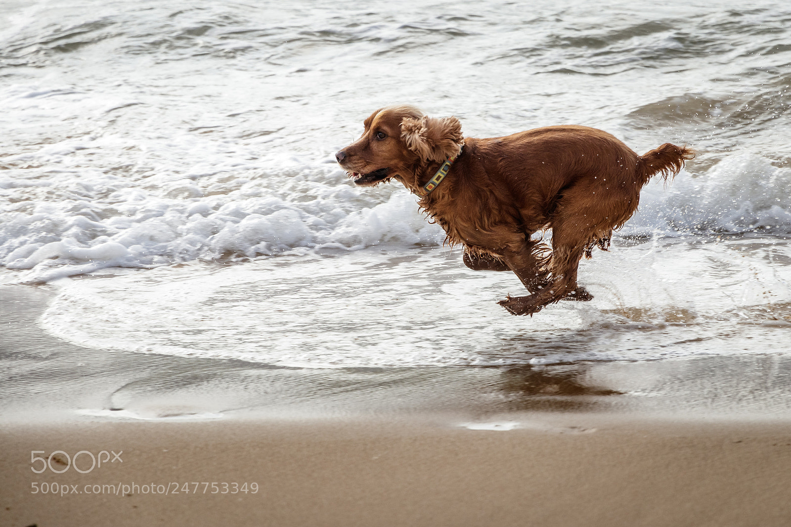 Canon EOS 80D sample photo. Racing on the beach photography