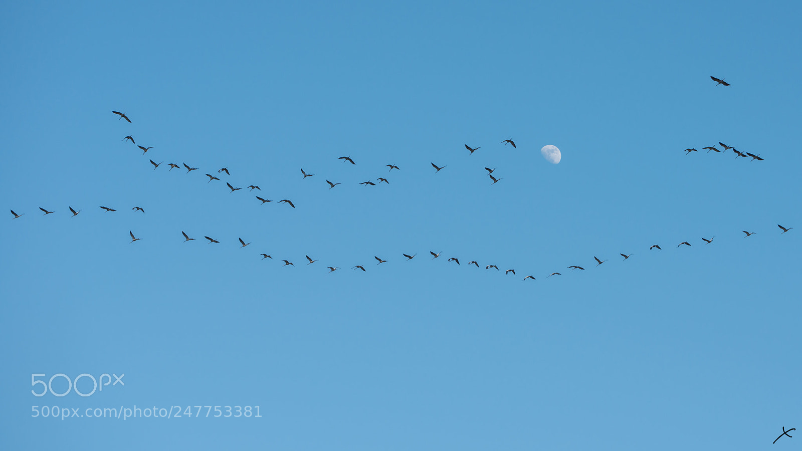 Nikon D800 sample photo. Fly photography
