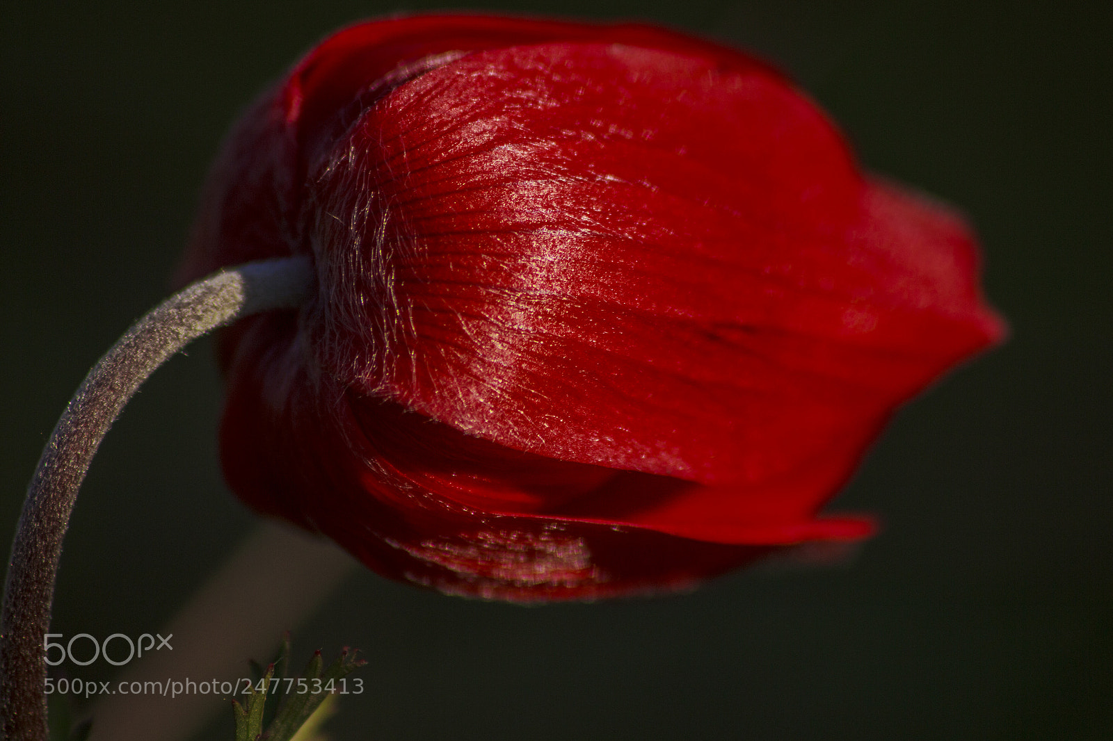 Canon EOS 600D (Rebel EOS T3i / EOS Kiss X5) sample photo. Anemone photography
