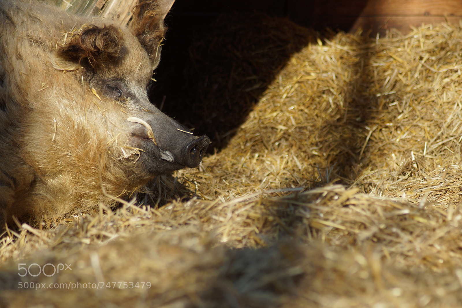 Sony SLT-A65 (SLT-A65V) sample photo. Saumüd´ photography