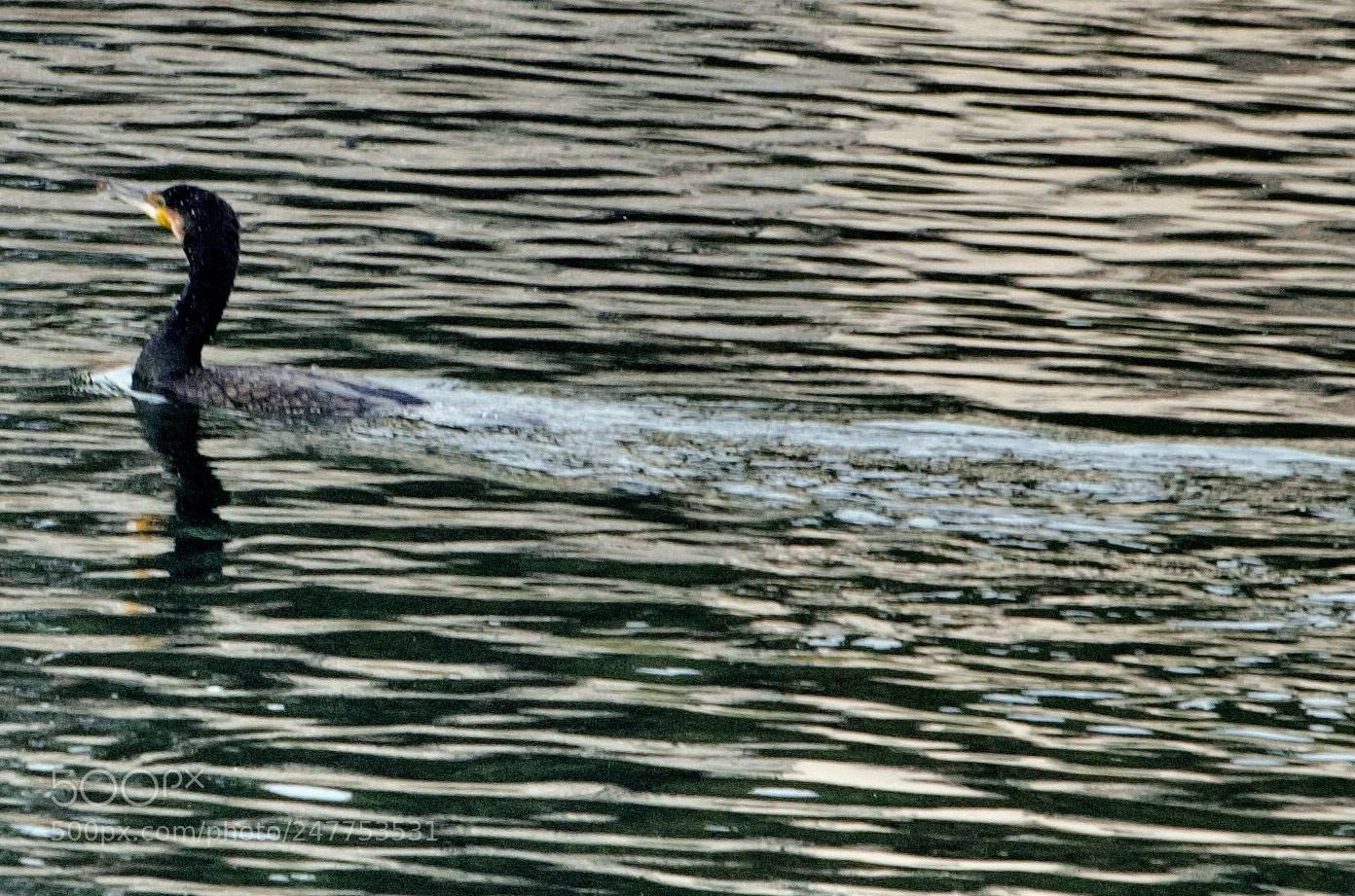 Pentax K-500 sample photo. Black swan photography