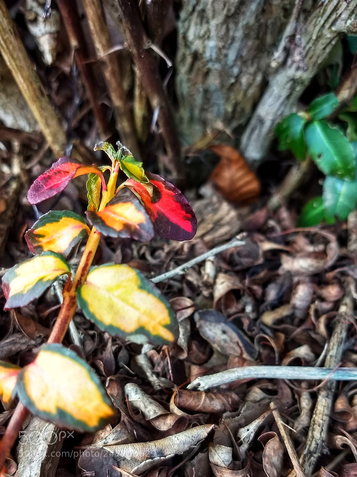 Motorola Moto Z (2) Play sample photo. Autumn color meets pre-spring. photography