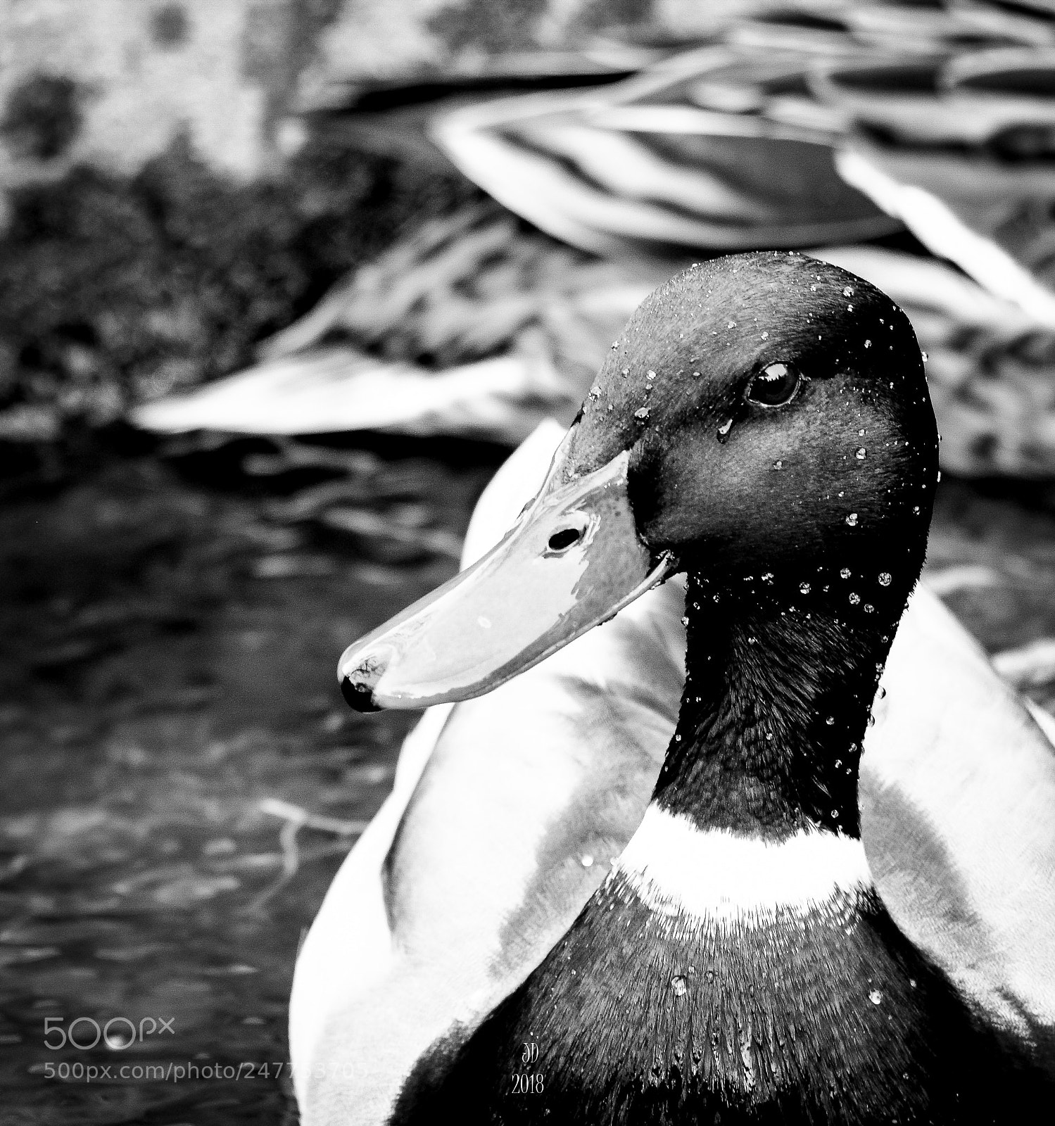Nikon D800 sample photo. X 2 coin photography
