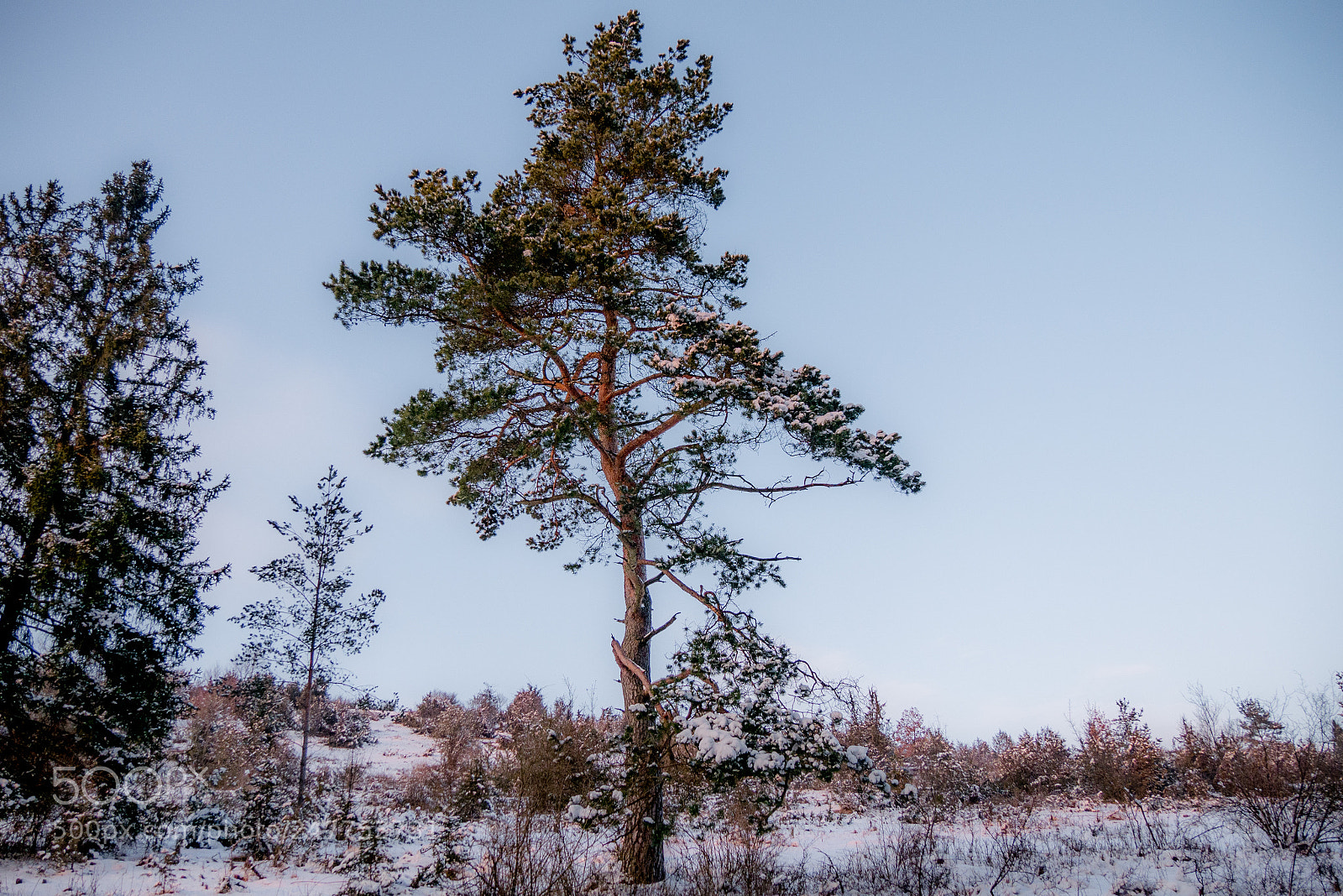 Panasonic DMC-G70 sample photo. Snowy pine photography
