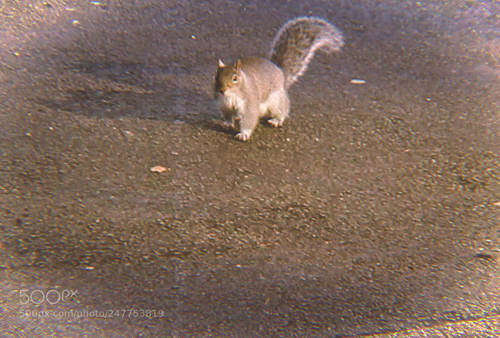 Canon EOS 700D (EOS Rebel T5i / EOS Kiss X7i) sample photo. Posing squirrel photography