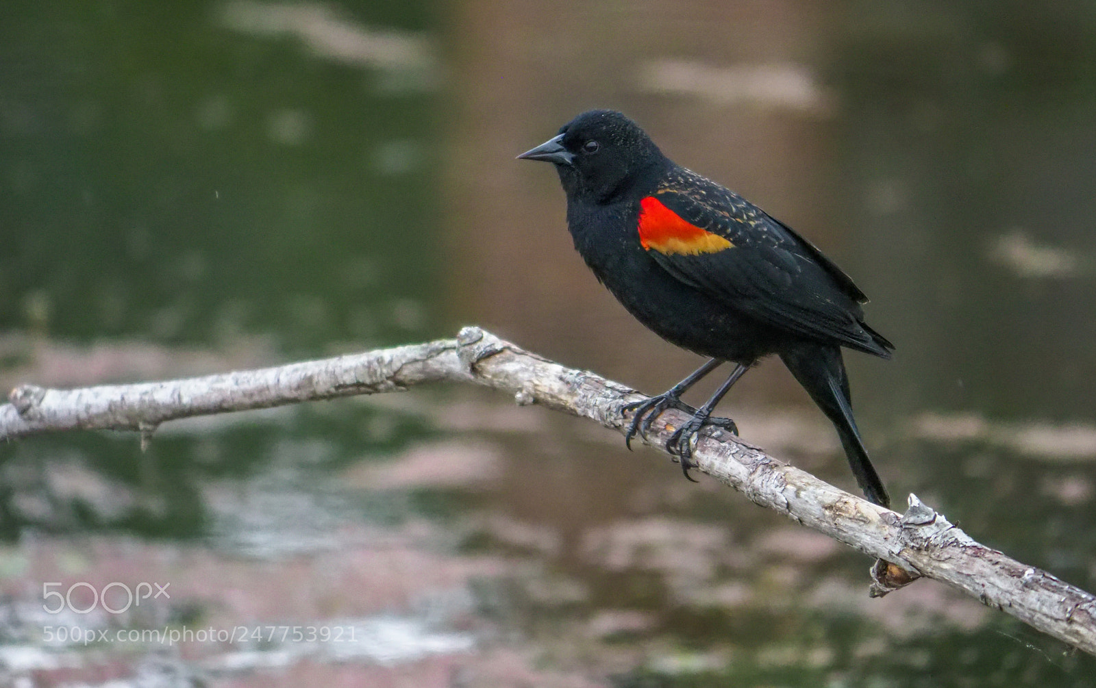 Olympus OM-D E-M1 Mark II sample photo. Red-winged blackbird photography