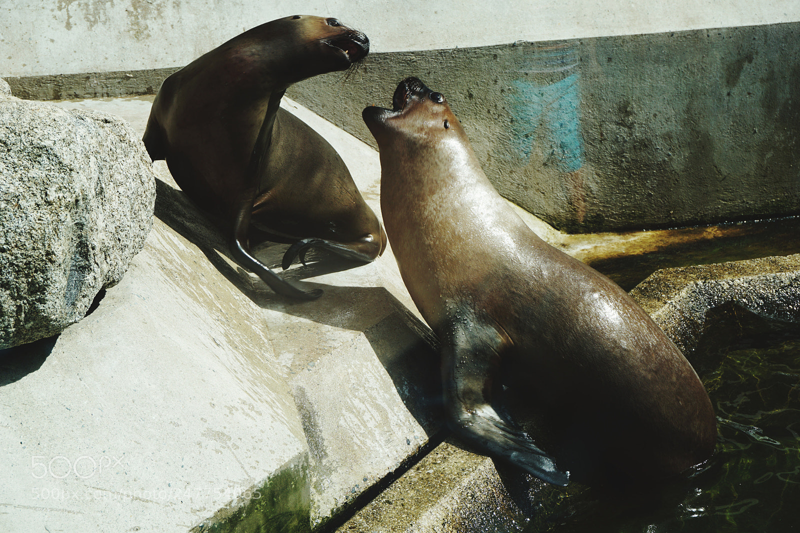Sony a5100 sample photo. Playful sealions photography