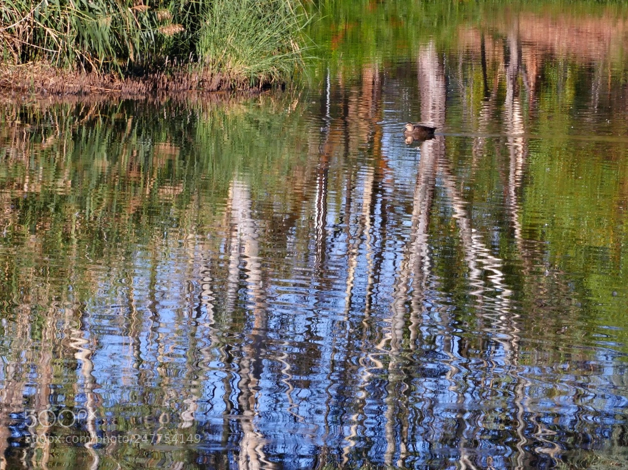 Panasonic Lumix DMC-GH4 sample photo. Reflections photography