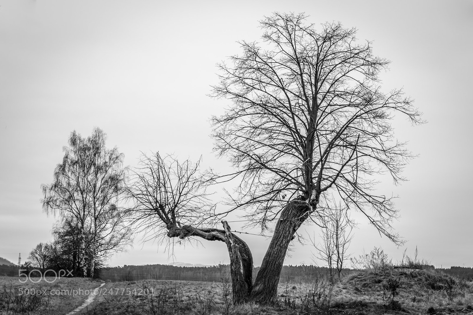 Nikon D3300 sample photo. Old linden tree photography