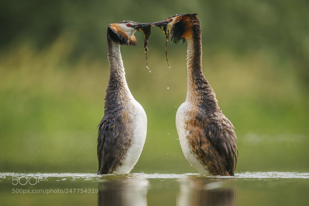 Sony a7 II sample photo. Great crested grebe photography