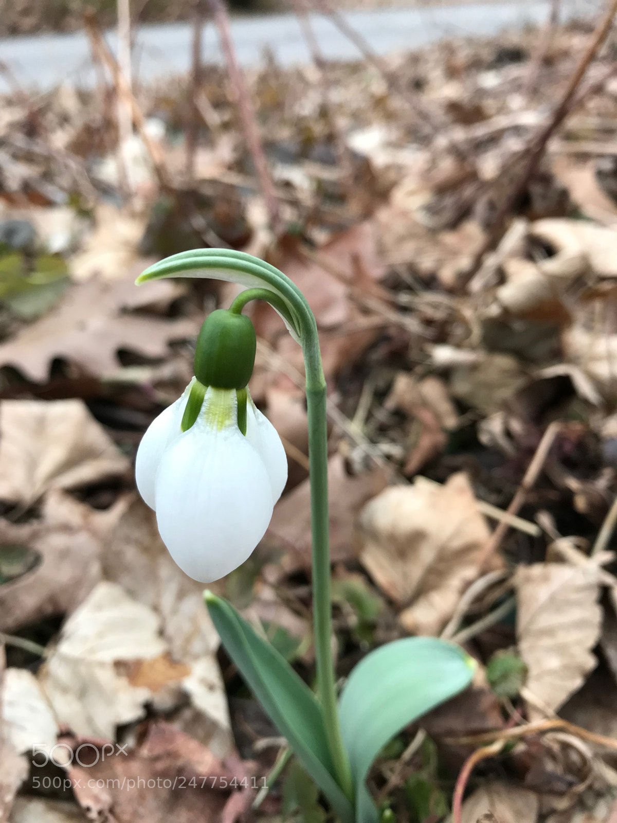 Apple iPhone 7 sample photo. Lone snowdrop photography