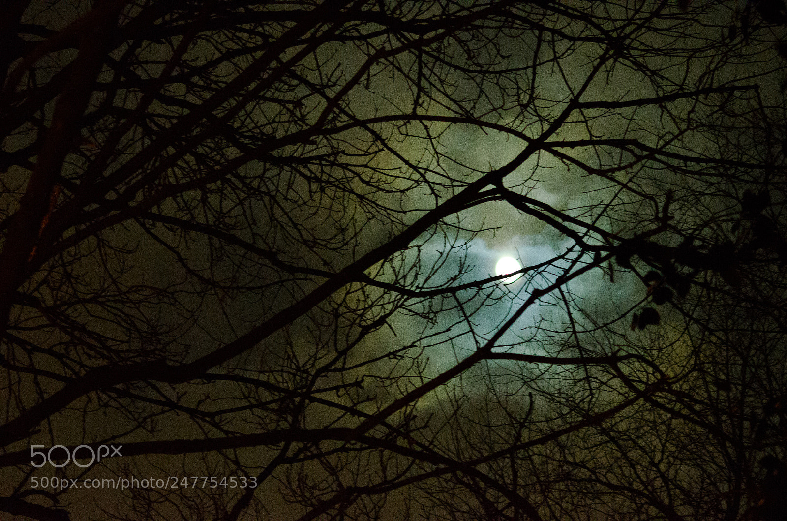 Nikon D5100 sample photo. Moontrees photography