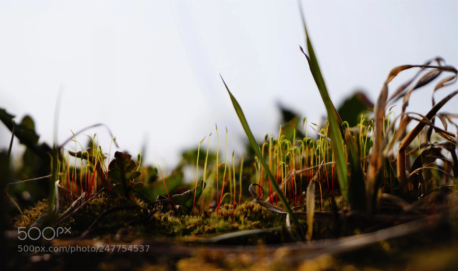 Sony Alpha a5000 (ILCE 5000) sample photo. Untitled photography