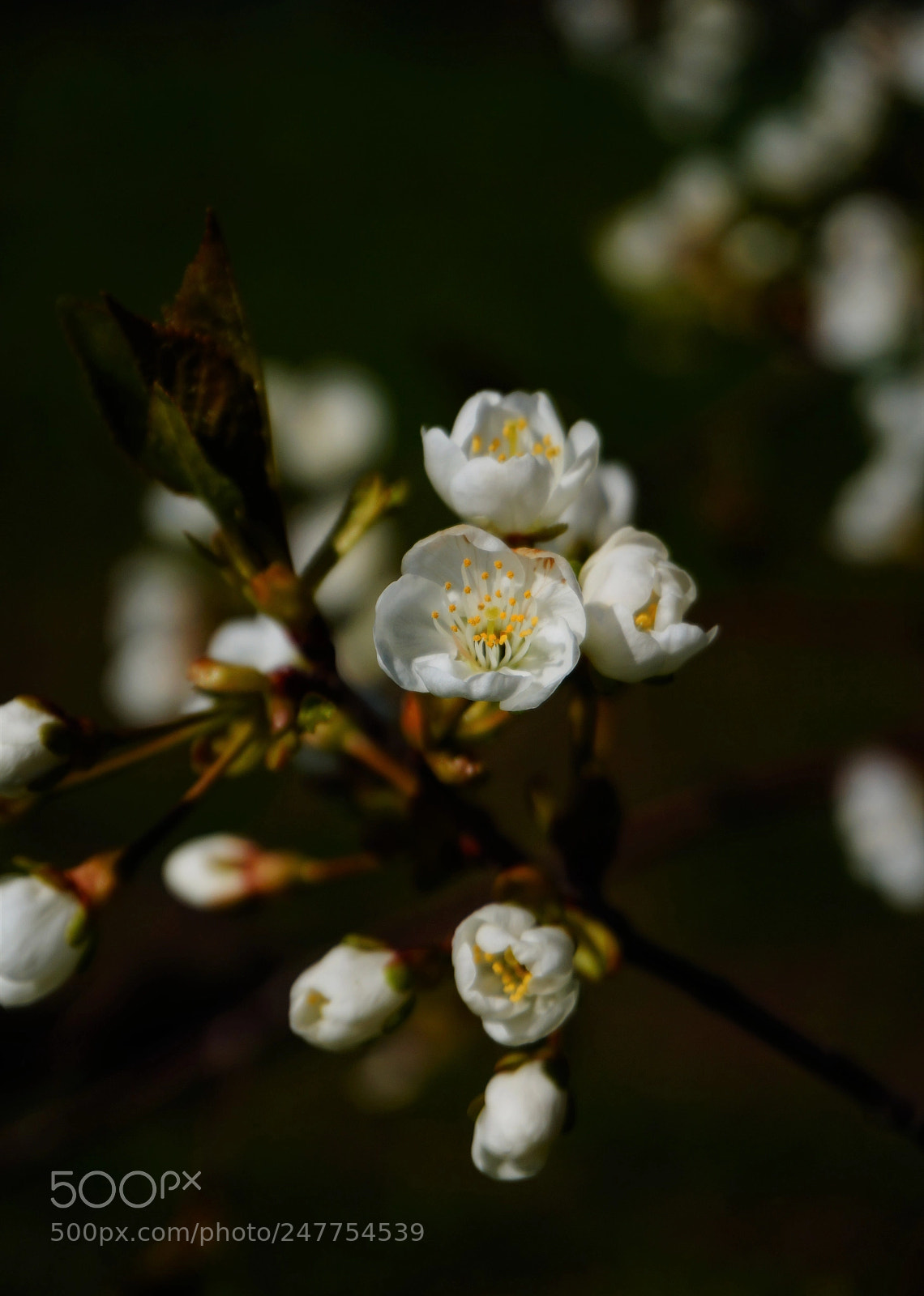 Sony Alpha a5000 (ILCE 5000) sample photo. Untitled photography