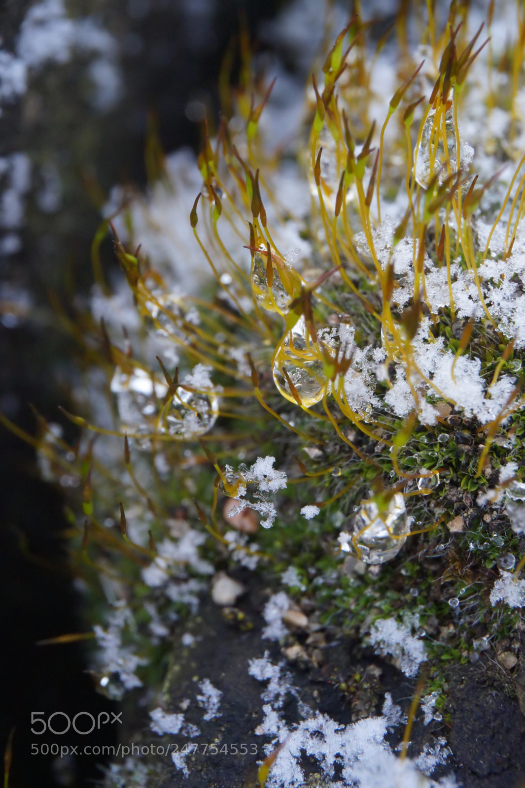 Sony Alpha a5000 (ILCE 5000) sample photo. Untitled photography
