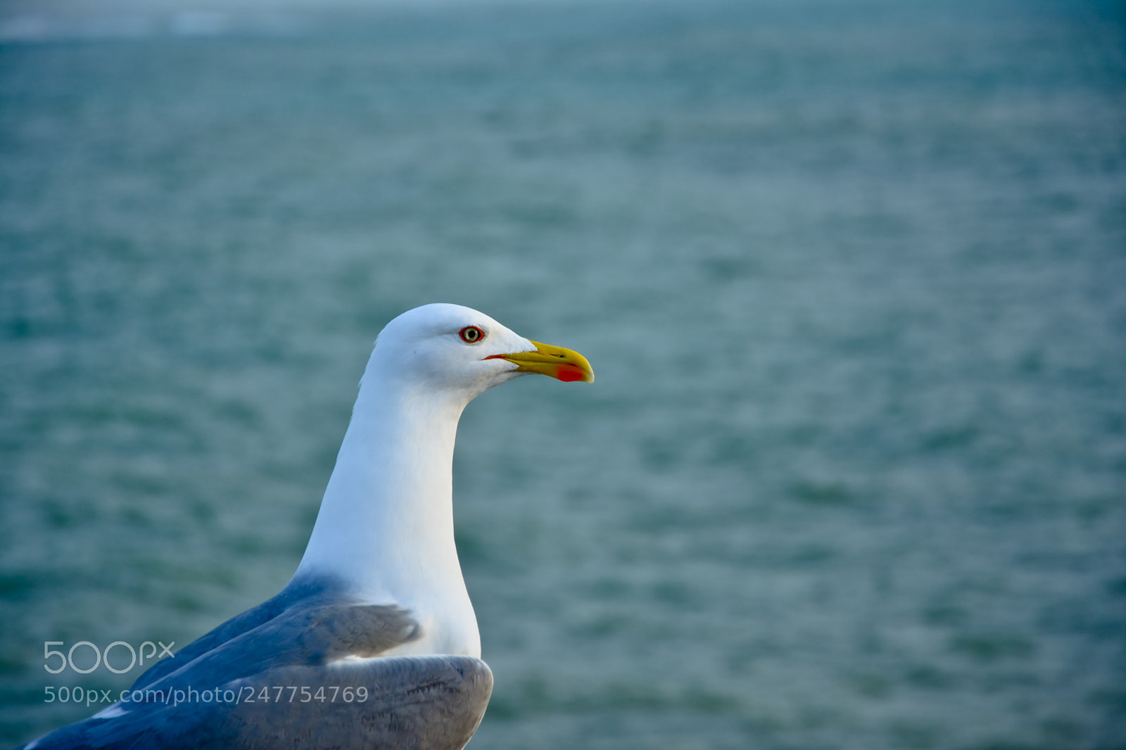Nikon D5200 sample photo. Untitled photography