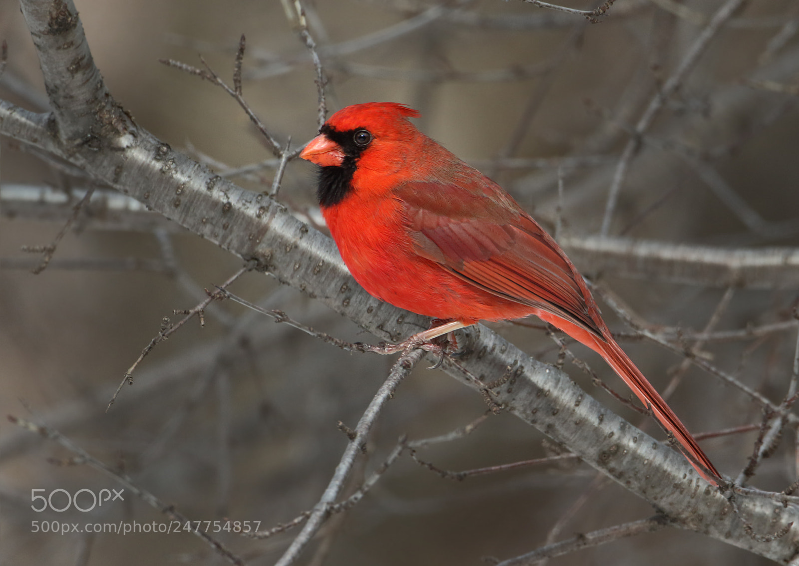 Canon EOS 7D Mark II sample photo. Winter red photography