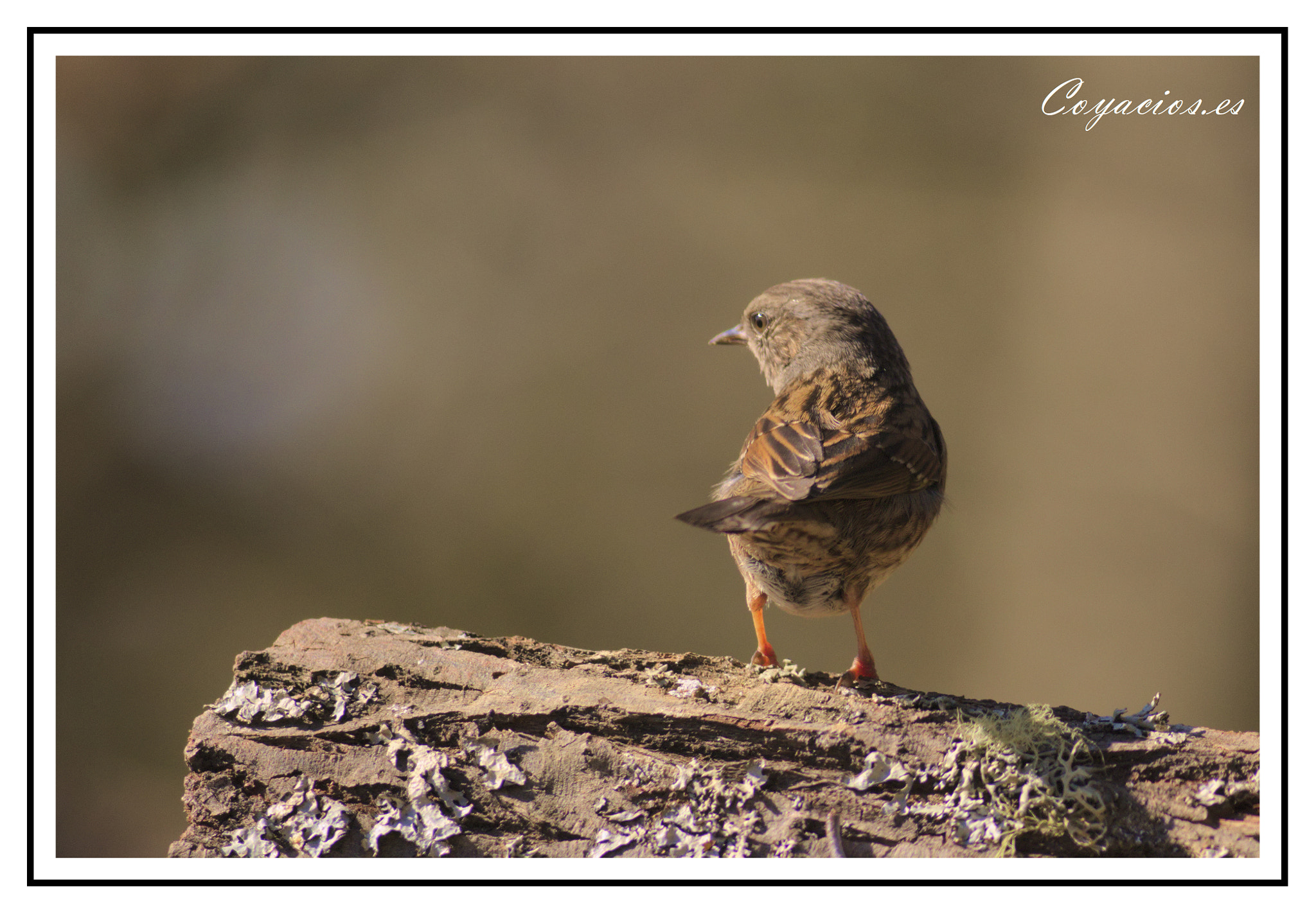 Canon EF 400mm F5.6L USM sample photo. Buitron photography