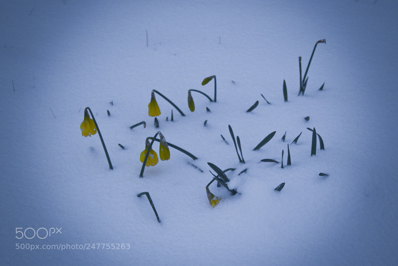 Canon EOS 550D (EOS Rebel T2i / EOS Kiss X4) sample photo. Snow daffodils photography
