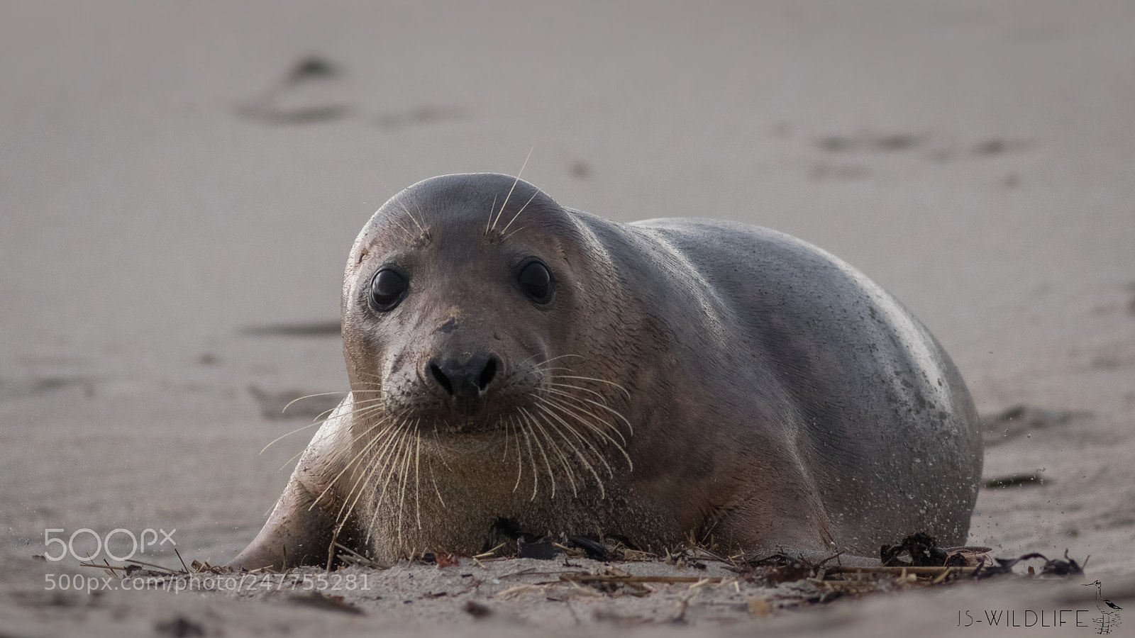 Canon EOS 80D sample photo. Harbor seal photography