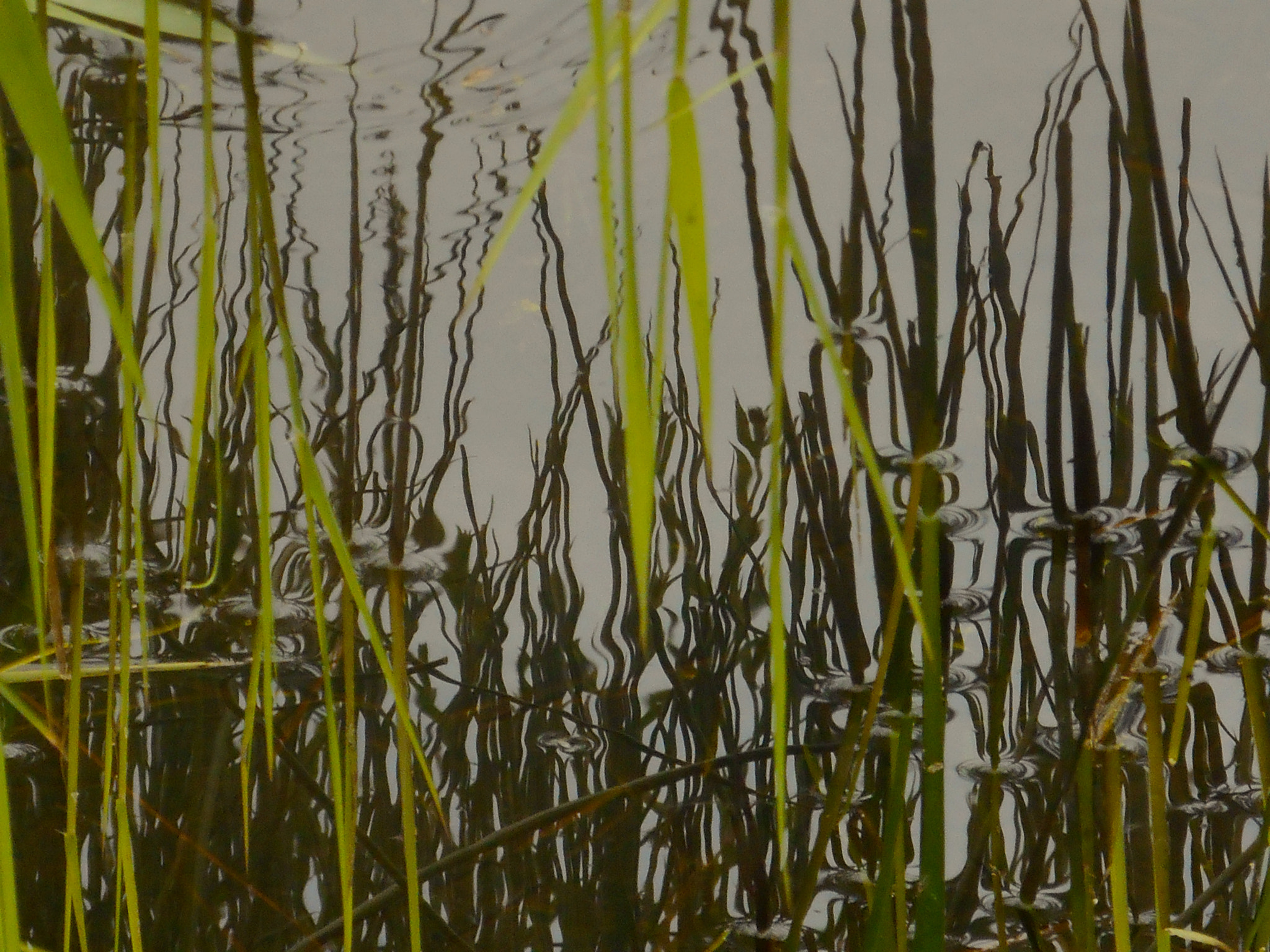 Nikon COOLPIX S3400 sample photo. Reeds ripples and reflections photography